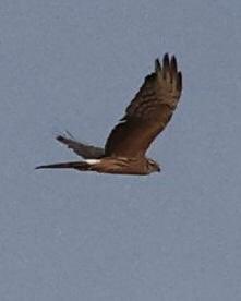 Mike Ilett tweet media