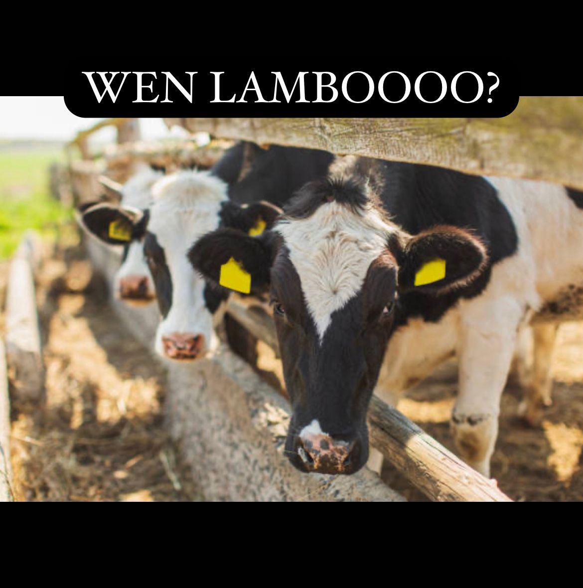 raKaATH9000 tweet media