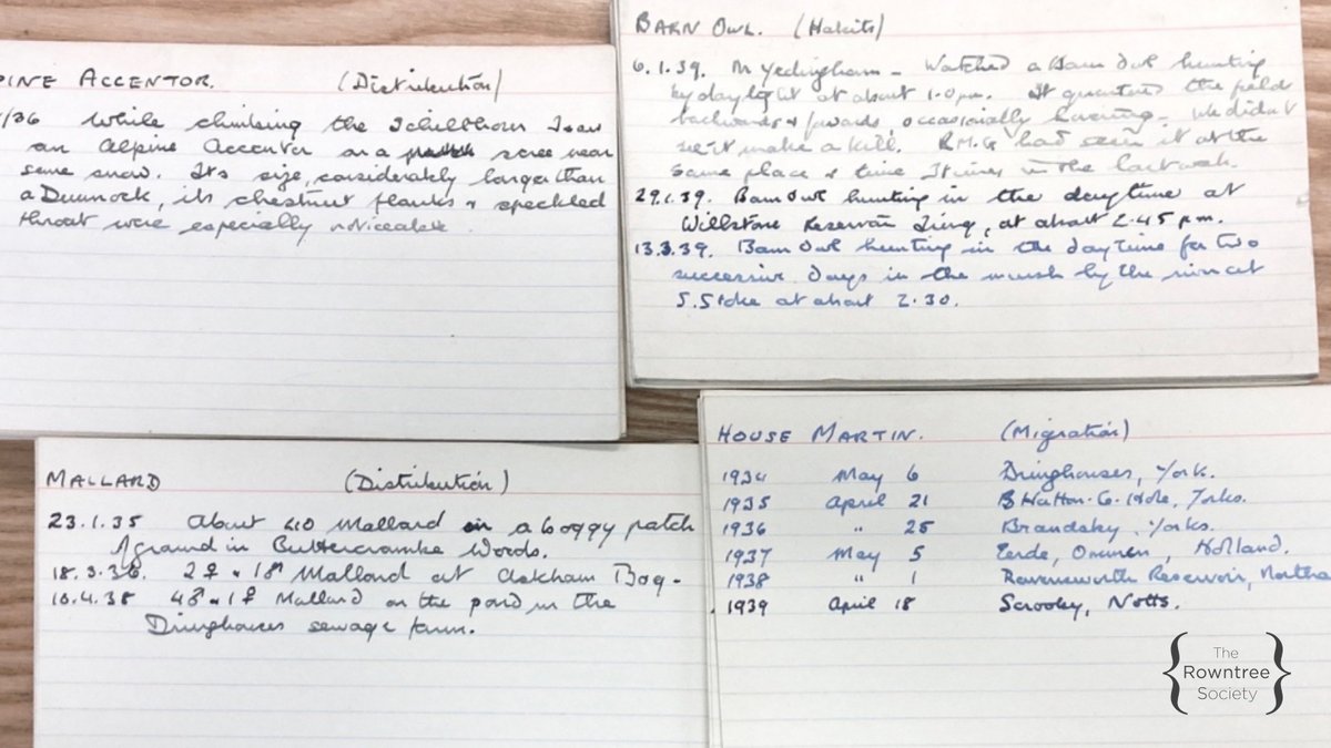 The Rowntree Society (@rowntreesoc) on Twitter photo Back home in Yorkshire, Michael Rowntree was also keeping careful records of birds around York from 1934 up until the Second World War.
<a href="/UoYBorthwick/">UoY Borthwick Institute for Archives</a>
<a href="/YorkBirding/">York Birding</a> Back home in Yorkshire, Michael Rowntree was also keeping careful records of birds around York from 1934 up until the Second World War.
<a href="/UoYBorthwick/">UoY Borthwick Institute for Archives</a>
<a href="/YorkBirding/">York Birding</a>
