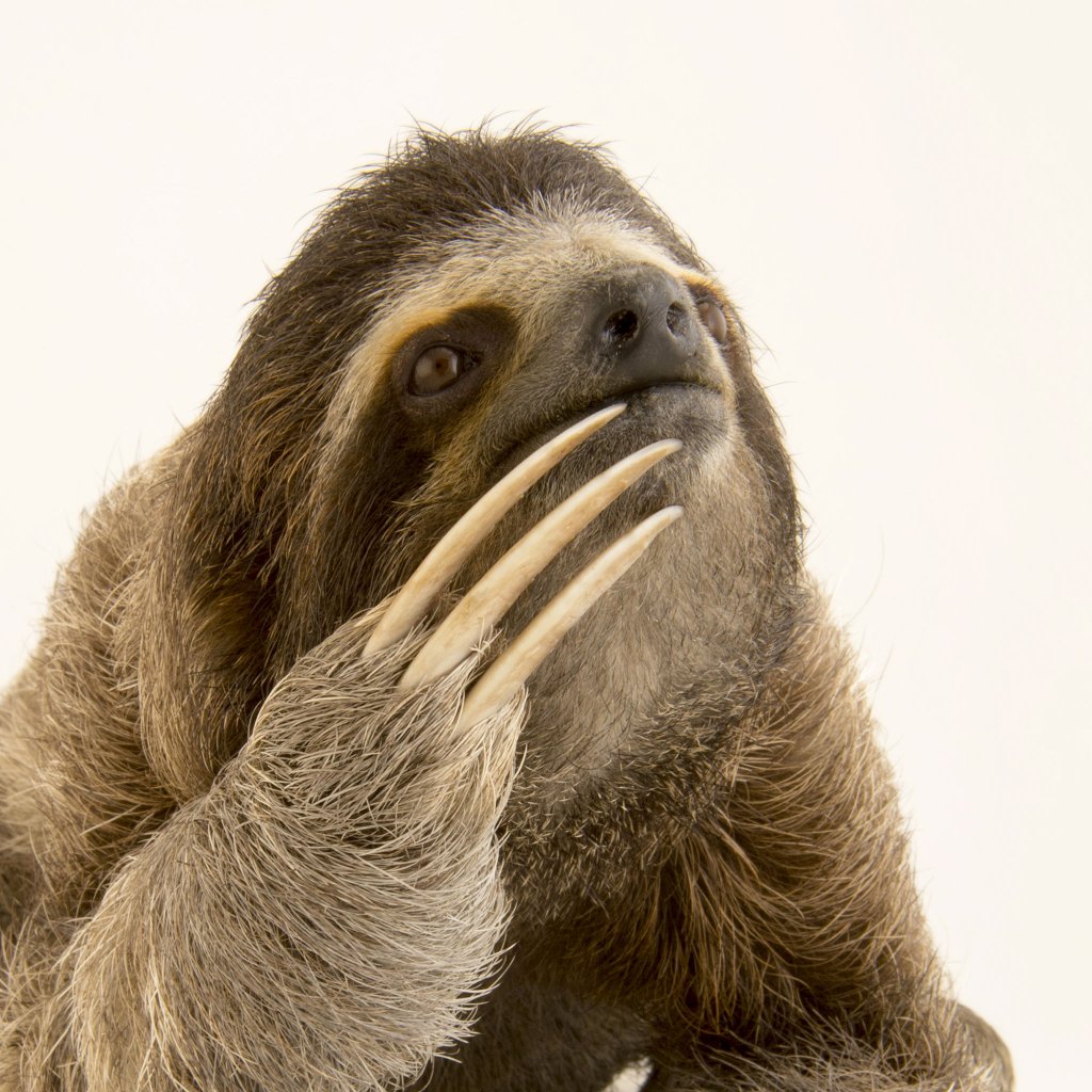 TheSlothReal's tweet photo. GM web3! It's that time again!
TheSloth Thought of the Day:
Your whole life is spent gathering people for your funeral.
#SlothThoughts https://t.co/8wGsITTl5J