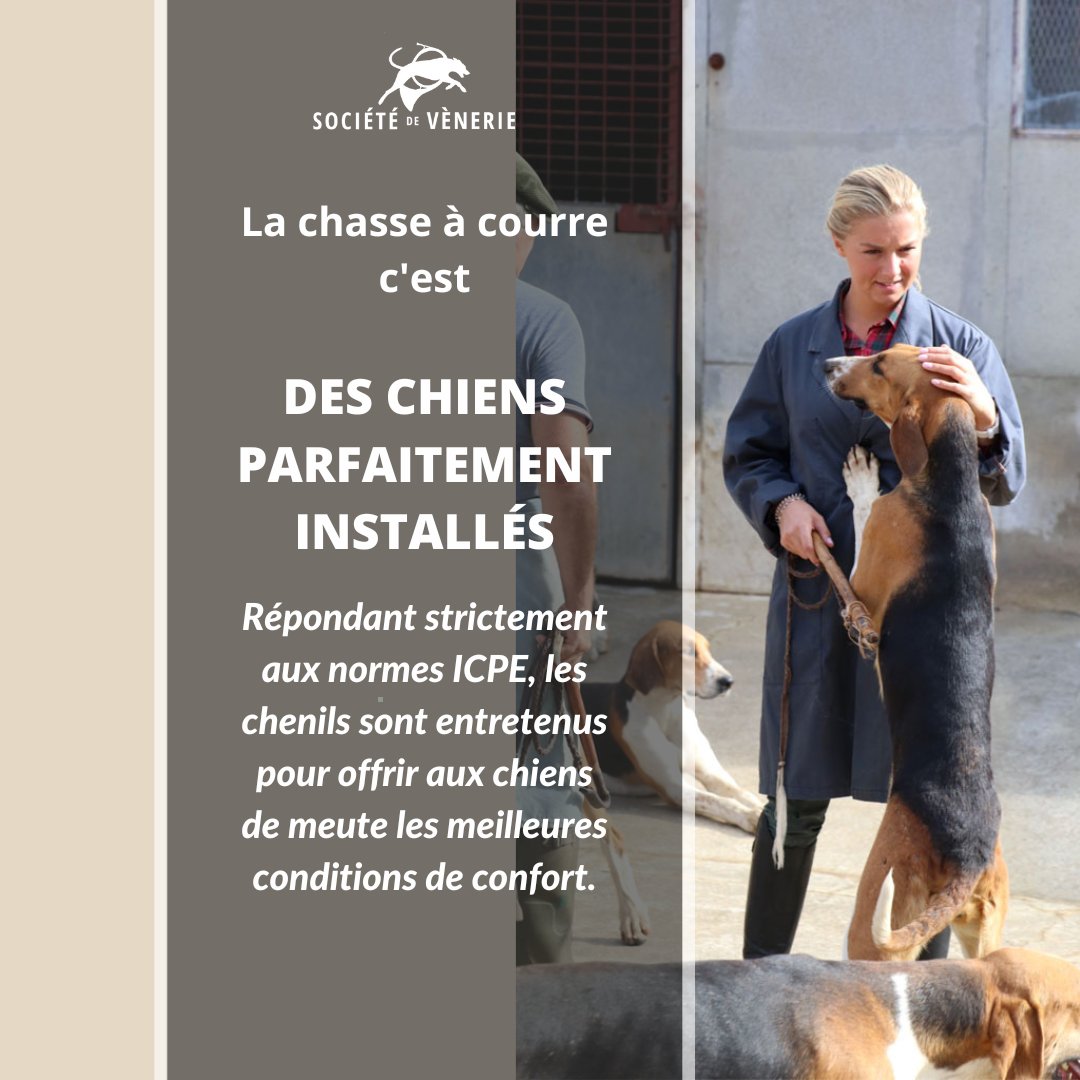 chasseacourre's tweet photo. [La chasse à courre, qu'est-ce que c'est #3]

La #ChasseACourre, ce sont des chiens  parfaitement soignés. Ateliers du chien de vènerie, ACACED, les veneurs participent à de nombreuses formations pour sans cesse s'améliorer.

Tout savoir ici ▶ https://t.co/glc8lFsZM0 https://t.co/S4UNJIKHkp