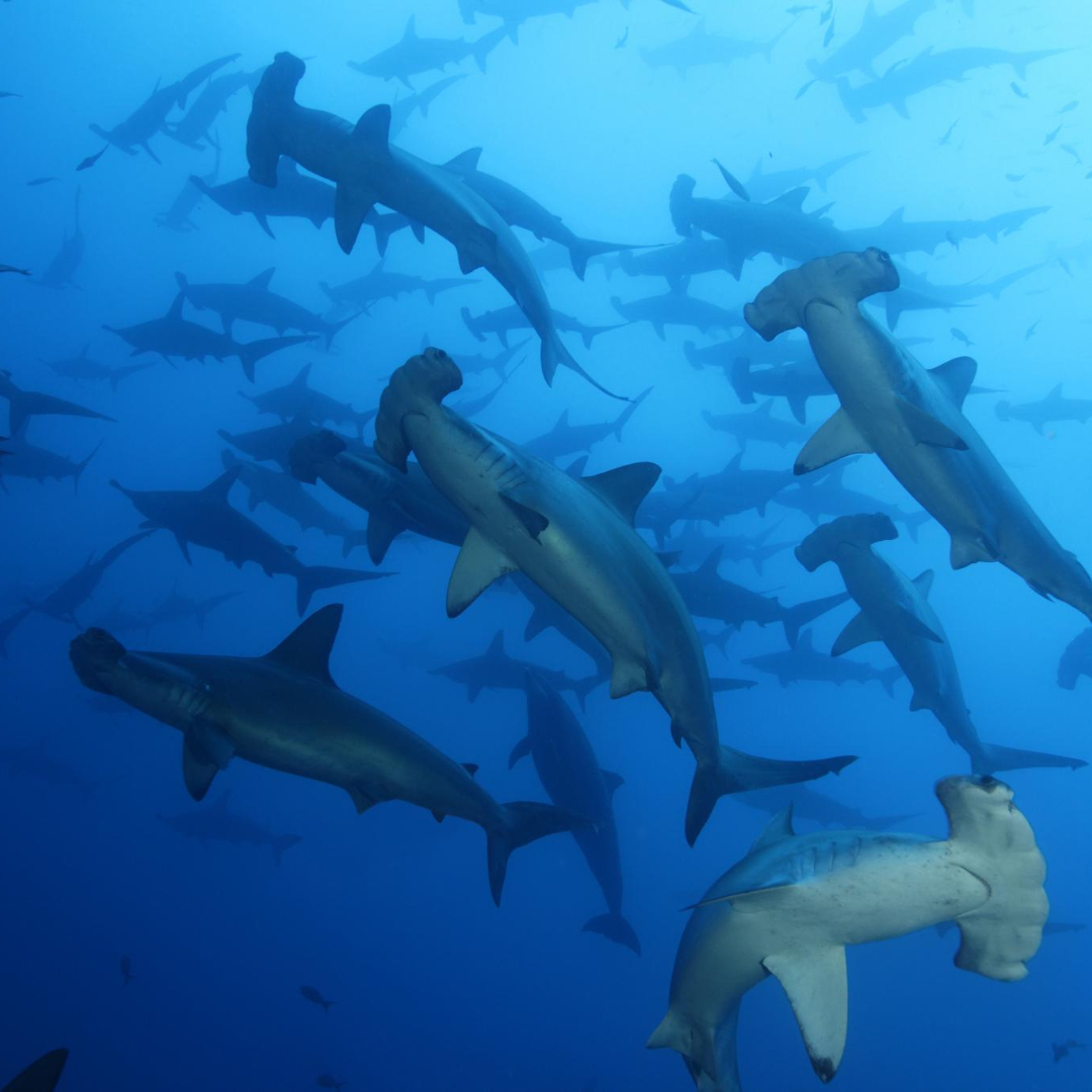StopFinningDE's tweet photo. Shark Week &amp; Chill? We'd watch this. 💙 
https://t.co/eF2XVyleOk https://t.co/BvsnIsjyW9