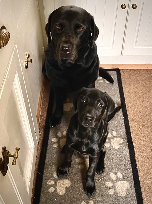 winstonthedug's tweet photo. Dads making a snack. We’re watching making sure it’s for our approval. teaching the wee fella how to snoopervize properly #dogs #dogsoftwitter #stillworkingfromhome #puppylove https://t.co/QBqMmVZpIr