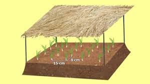 RightCohen's tweet image. FARM LESSON:

NURSERY BED (Definition, Preparation, Sowing, Maintenance, Hardening off, Transplanting and Importance of a Nursery bed):

(a). DEFINITION:
A nursery bed is a small part of land prepared for raising seedlings before transplanting them to the field.

Thread: 1/12.