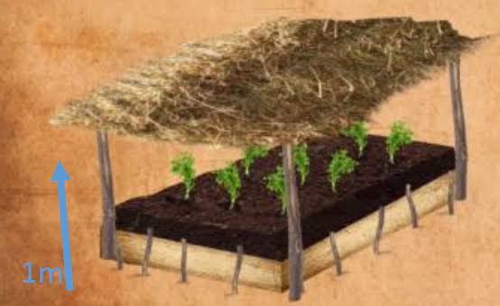 RightCohen's tweet image. FARM LESSON:

NURSERY BED (Definition, Preparation, Sowing, Maintenance, Hardening off, Transplanting and Importance of a Nursery bed):

(a). DEFINITION:
A nursery bed is a small part of land prepared for raising seedlings before transplanting them to the field.

Thread: 1/12.
