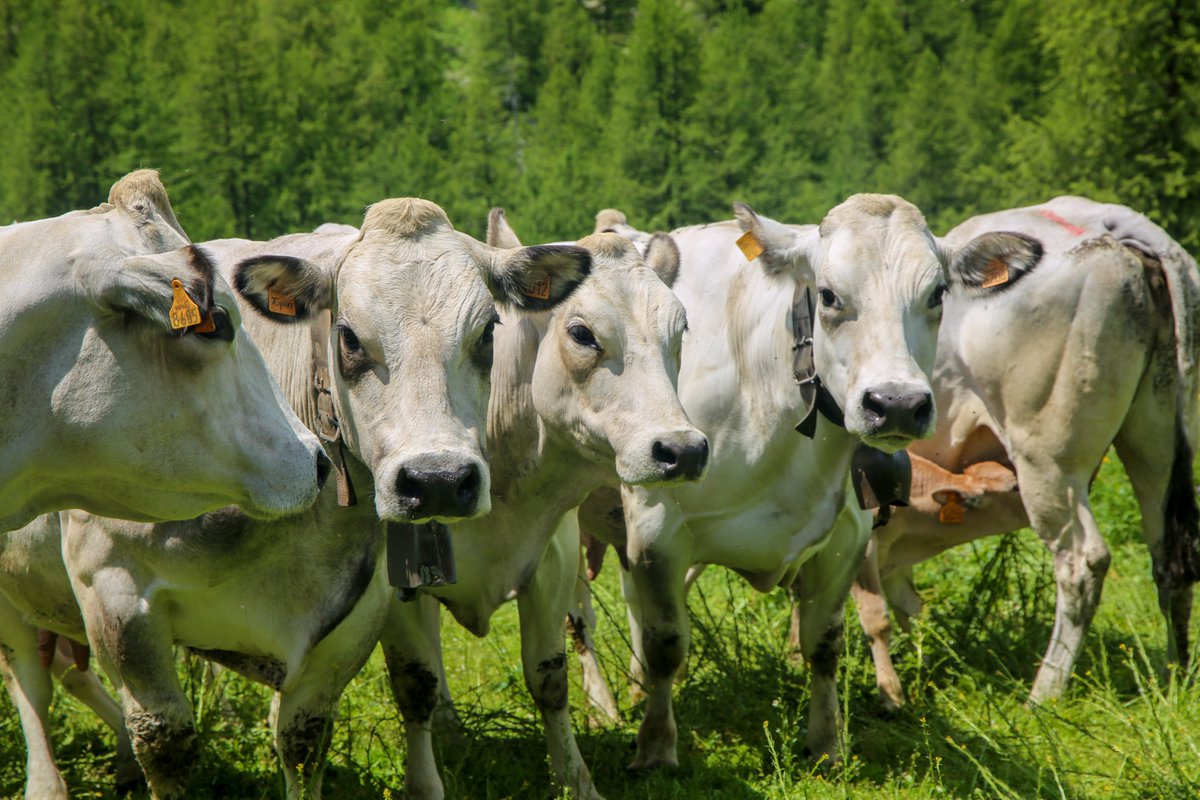 _lagranda's tweet photo. Dichiarazione di Dublino: la scienza in difesa dell'allevamento e dei suoi benefici nutrizionali, ambientali, ma anche socio culturali ed economici.
https://t.co/GLr21zp14Q https://t.co/AzBHMCUbfA