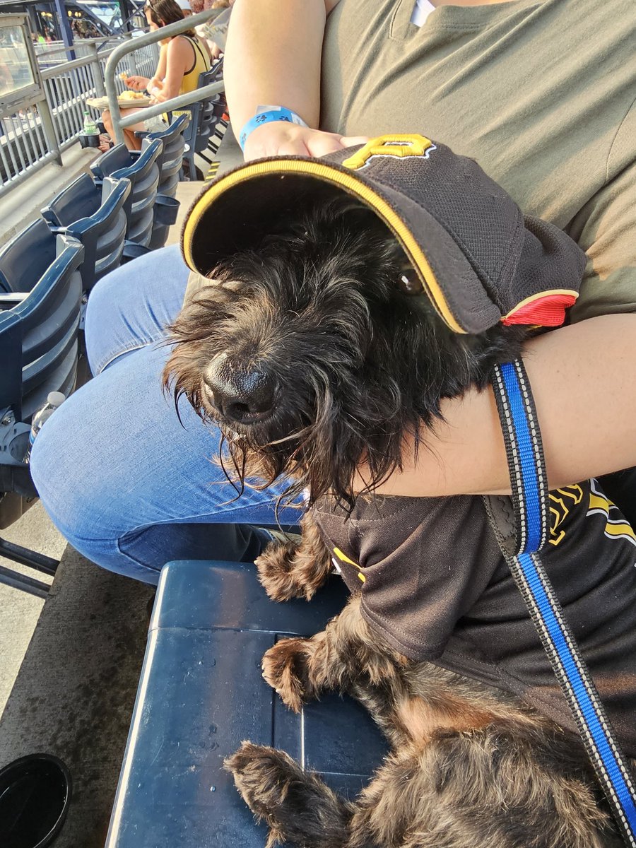 Pitteagle42's tweet image. Another great pup night in the books. Though him and I where on opposing sides last night.🙃 @Pirates v @tigers
