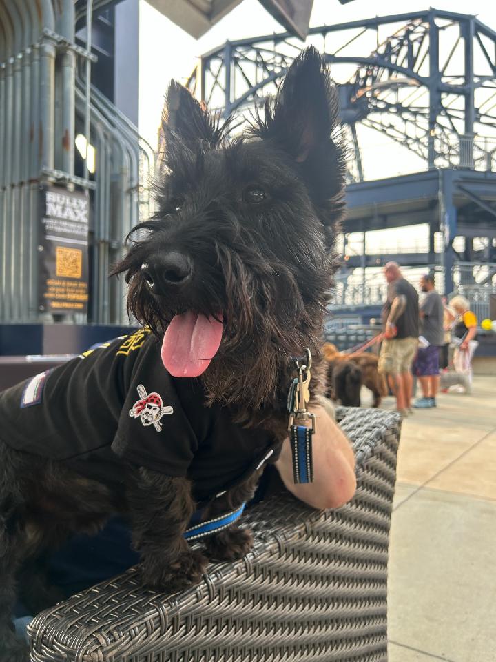 Pitteagle42's tweet image. Another great pup night in the books. Though him and I where on opposing sides last night.🙃 @Pirates v @tigers