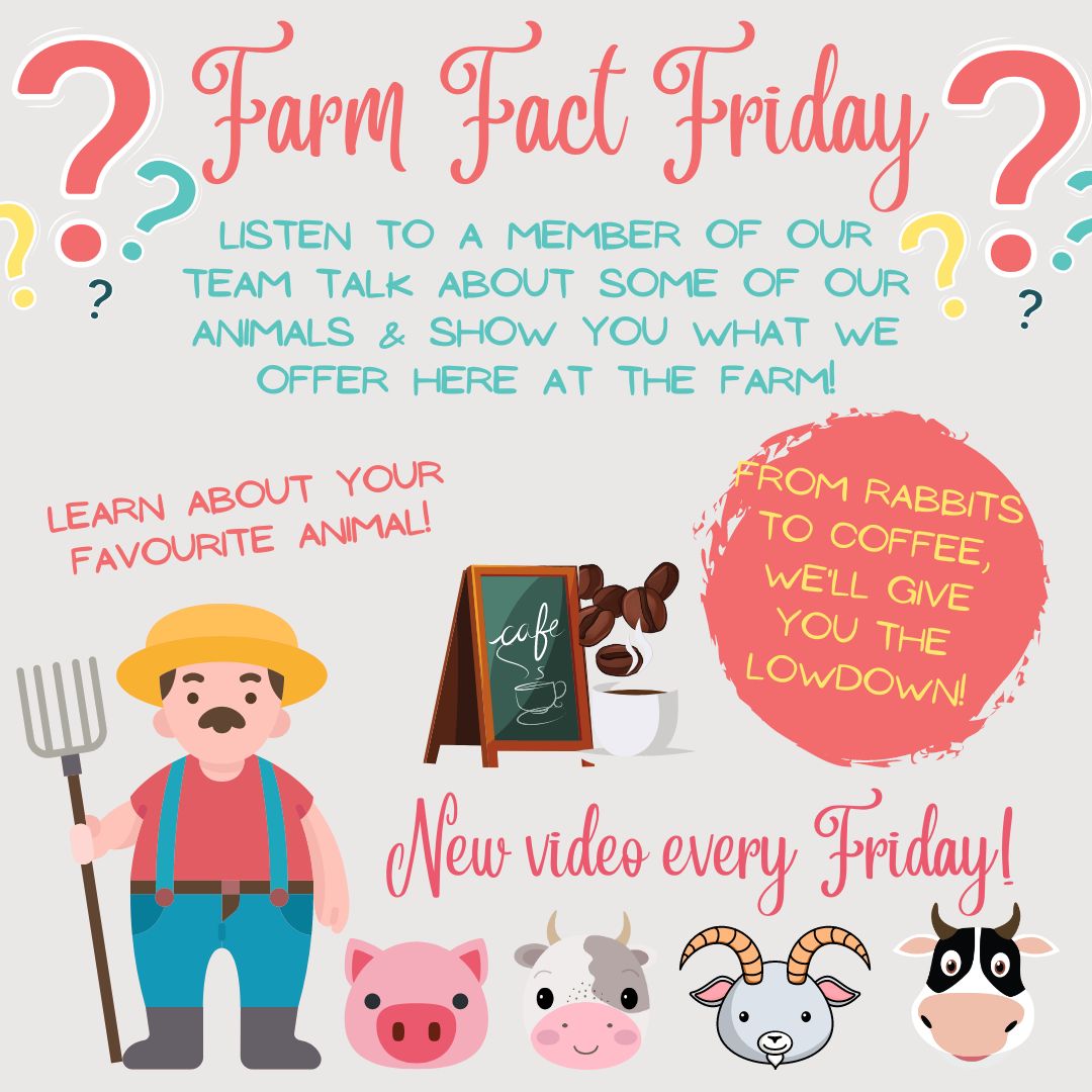 Introducing 'Farm Fact Friday'.... 🤓 Our new way of showing you more of Roves Farm, our animals & the staff that make it all possible! A new video will be released every Friday for you to enjoy. 🐷🐮🐰 Be sure to follow us @rovesfarm on Facebook, Instagram or TikTok.