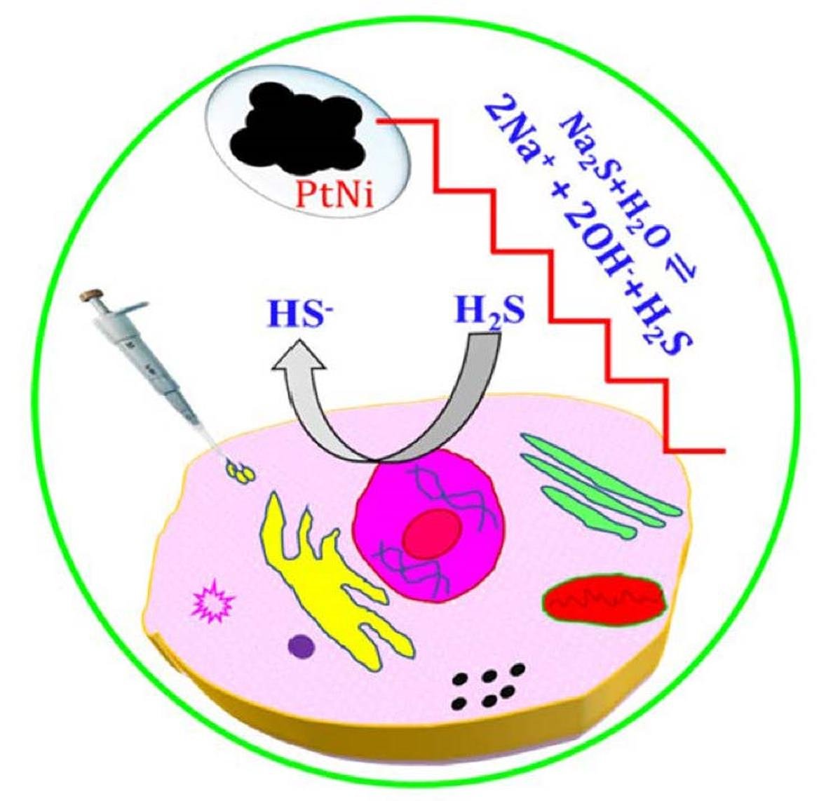 Nano_MDPI's tweet image. 🔔Highly Cited Paper in 2022

📋#Biocompatible  Electrochemical #Sensor Based on Platinum-Nickel Alloy #Nanoparticles for  In Situ Monitoring of Hydrogen Sulfide in Breast #Cancer Cells 

🔗Read more: mdpi.com/2079-4991/12/2…