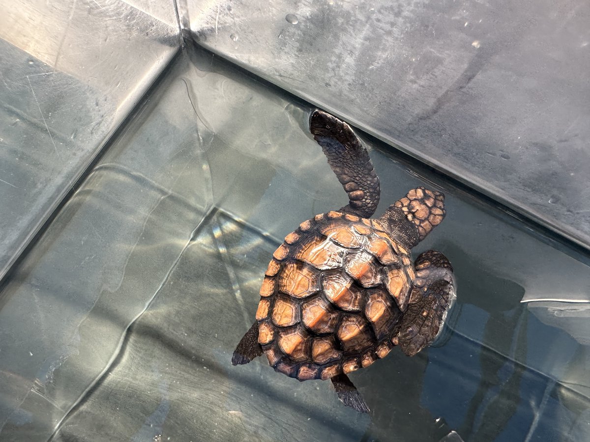 2OceansAquarium's tweet photo. Adopt #41 and #31! 🐢They were rescued and brought to our #TurtleConservationCentre for #rehabilitation🩹Adopters play a role in their journey to #release, get progress updates and an adoption certificate🐢#adoptaturtle: turtlerescue@aquariumfoundation.org.za🩵 #2oceansaquarium https://t.co/gZJlRpa6JU