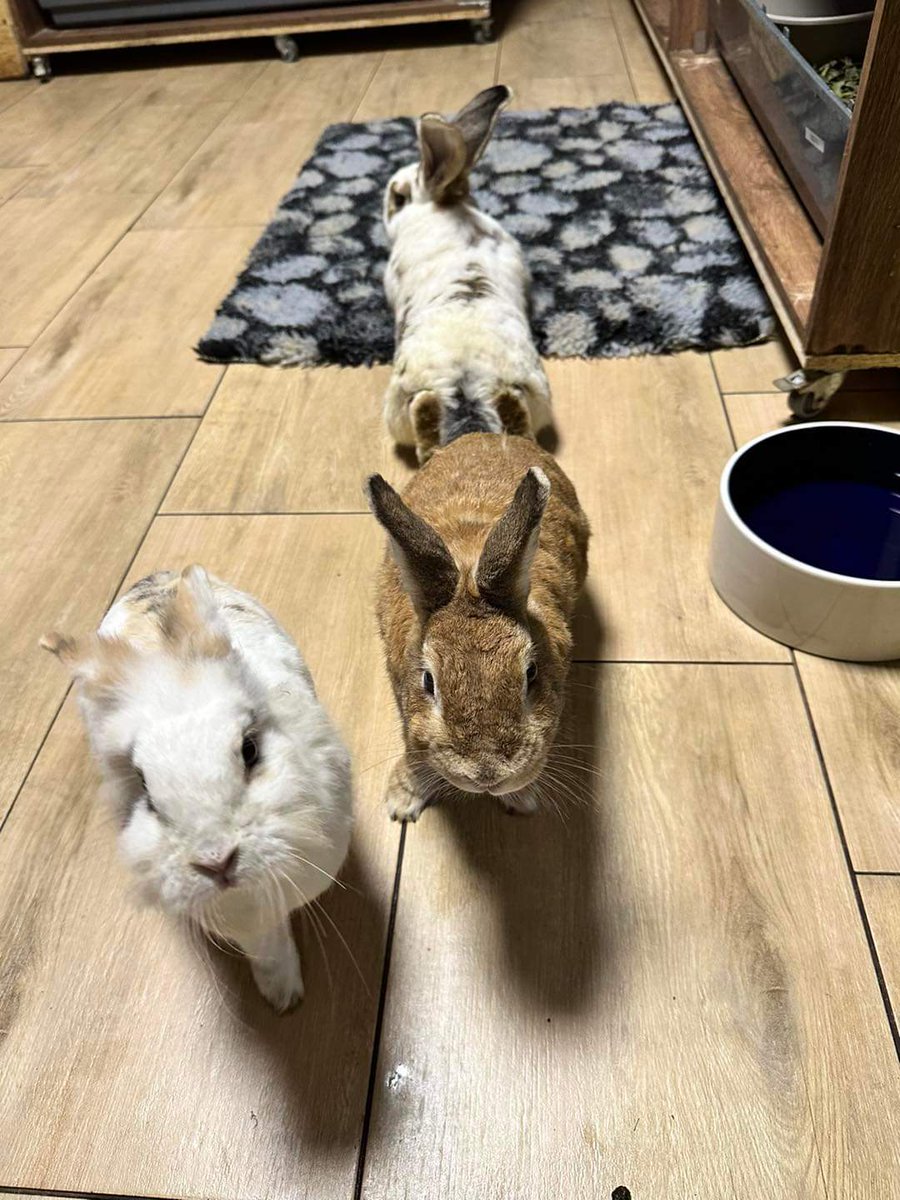 Halo, halo! Wstajemy! ☺️

~Pulinda &amp; Królowa