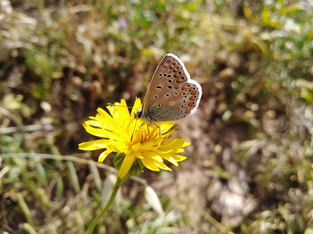 ALERTA! Gent de #ciutat o que hi aneu sovint, us sembla que aquest any hi ha menys papallones? 🦋 Doncs efectivament. Les expertes dels observatoris de seguiment de #papallones han trobat que aquest estiu l'abundància és molt menor 📉💥 

Les causes són 3⃣ principalment 🧵👇