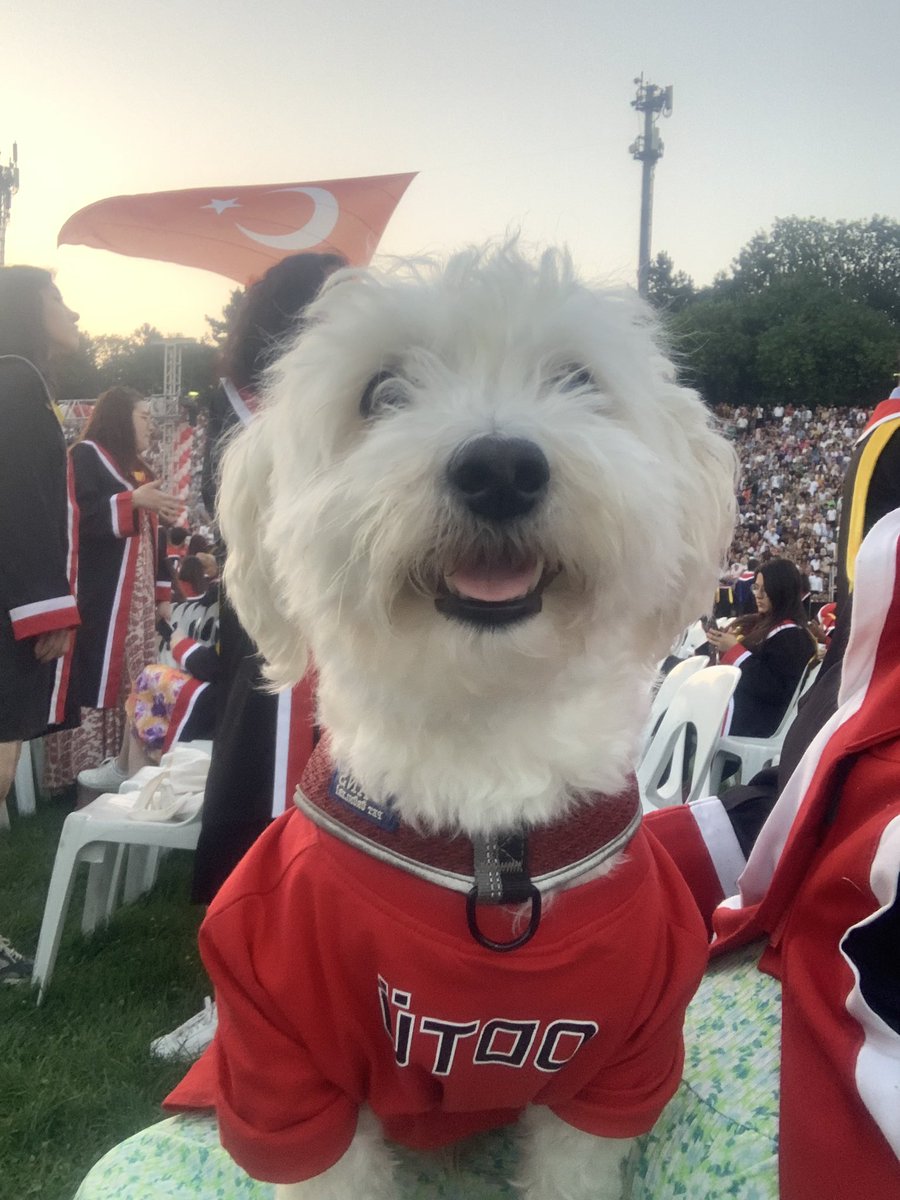 oddü mesuniyedinde beyaz bi köpke göldüysenis o bendim