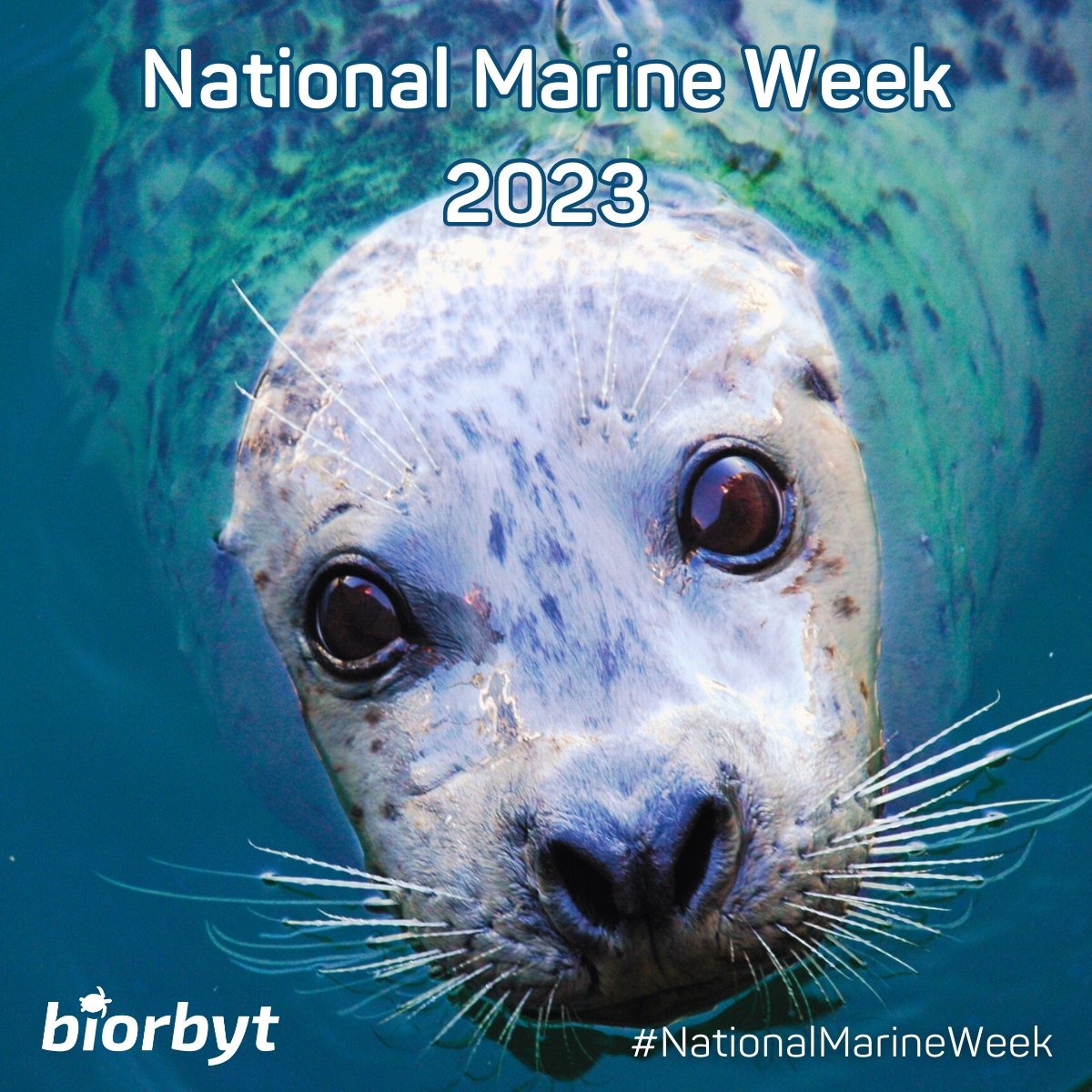 This week is #NationalMarineWeek 2023.

Follow <a href="/WildlifeTrusts/">The Wildlife Trusts</a> for more info on how you can support the UK's amazing marine wildlife and what events are going on in your area. 

#wildlife #conservation #research #lifescience #research
