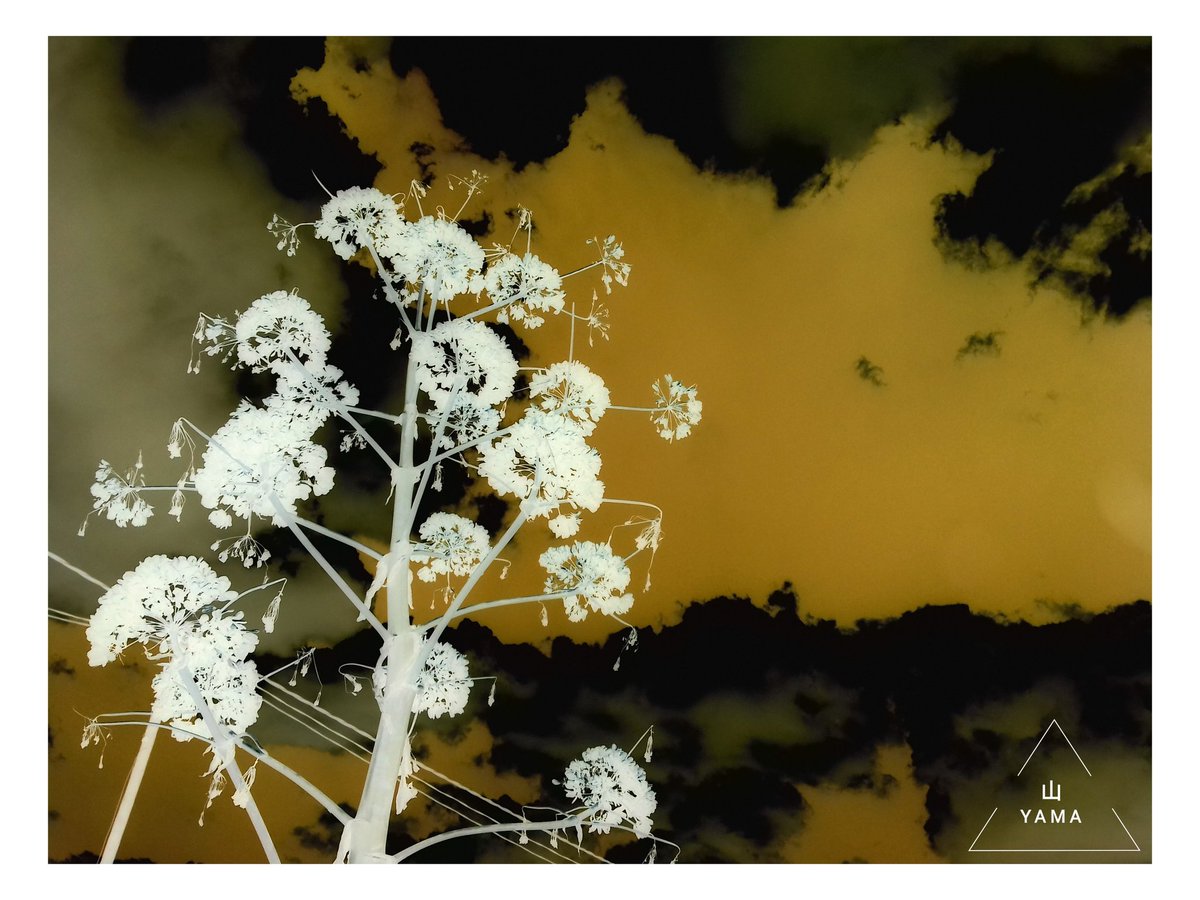 Yama_VP's tweet image. •Negative Flowering Sky  

#Negative #Flowering #Sky #Clouds #Cloudy #Powerlines #Flora #Ferula #Flower #White #Puglia #Apulia #Minimal #Poster #parconazionaledellaltamurgia #Landscape #Nature #Italy #MurgiaAdventures #Minimalphotography #Photography #Yama山 #山