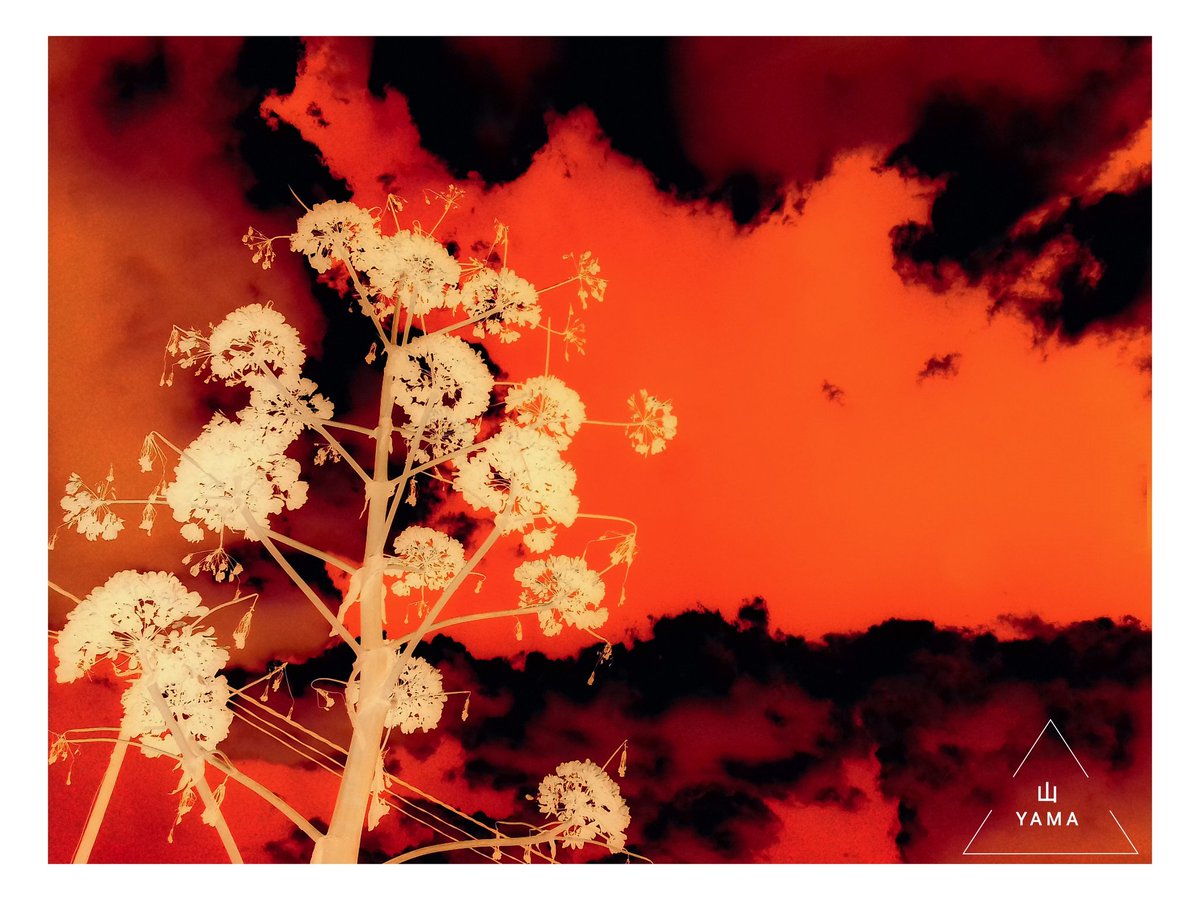 Yama_VP's tweet image. •Negative Flowering Sky  

#Negative #Flowering #Sky #Clouds #Cloudy #Powerlines #Flora #Ferula #Flower #White #Puglia #Apulia #Minimal #Poster #parconazionaledellaltamurgia #Landscape #Nature #Italy #MurgiaAdventures #Minimalphotography #Photography #Yama山 #山