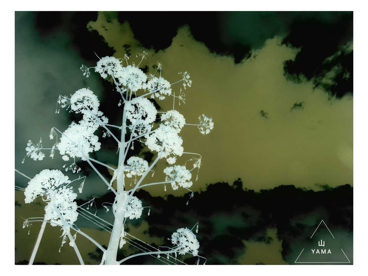Yama_VP's tweet image. •Negative Flowering Sky  

#Negative #Flowering #Sky #Clouds #Cloudy #Powerlines #Flora #Ferula #Flower #White #Puglia #Apulia #Minimal #Poster #parconazionaledellaltamurgia #Landscape #Nature #Italy #MurgiaAdventures #Minimalphotography #Photography #Yama山 #山