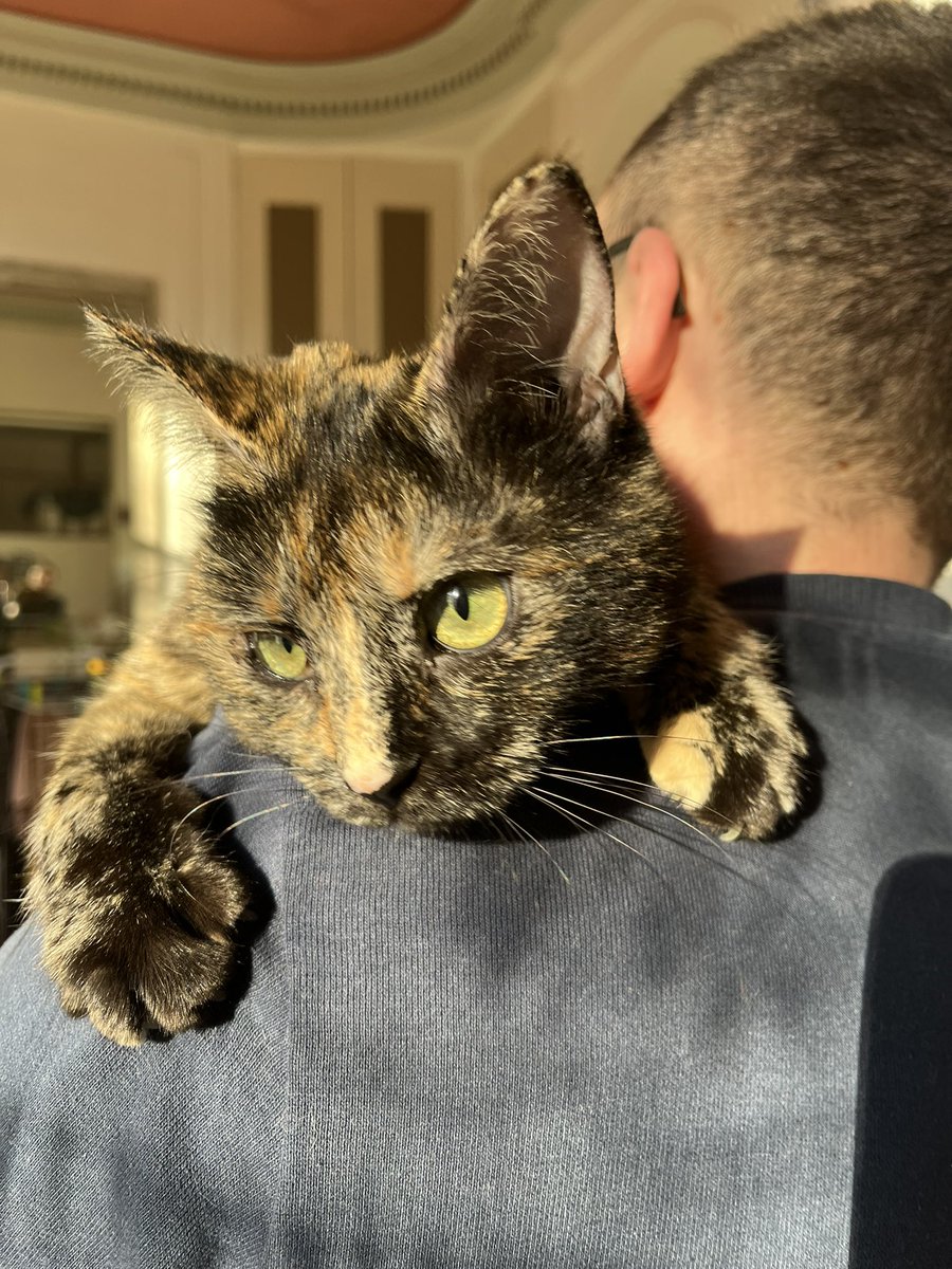 Momoclm's tweet photo. Mes enfants🐱 https://t.co/DdUGgBCuQJ