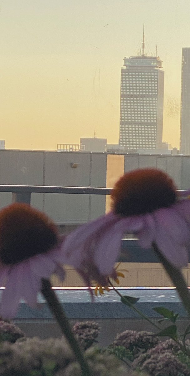 Another morning meeting 📸 from the top of the new Hale Building @BostonChildrens! 57 degrees, the 🌄 , garden 🌸 🌸 bursting & the @PruCenter as the backdrop - yes please!