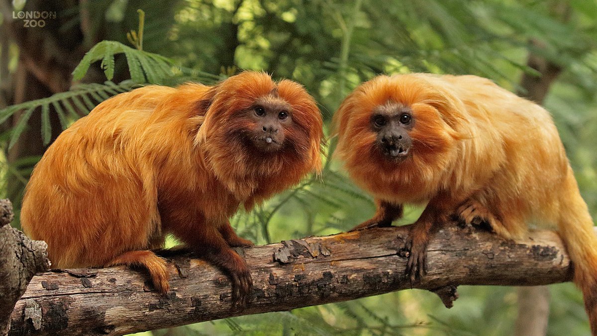 zsllondonzoo's tweet photo. Golden lion tamarins face a variety of threats in the wild - from habitat loss due to urbanisation, to the illegal pet trade. Native to Brazil, the wild golden lion tamarin population fell to critical lows in the 1970s, when there were estimated to be as few as 200 left. #GLTDay https://t.co/MTE2bgPnmW