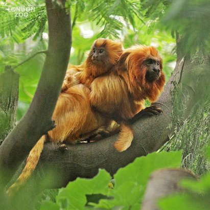 zsllondonzoo's tweet photo. Since then, #ConservationZoos &amp; zoological institutes have worked collaboratively with the Brazilian government to protect and restore the species. In 2003 the golden lion tamarin’s #conservation status was 'uplisted’ from #CriticallyEndangered to #Endangered. 
#GLTDay https://t.co/6mGPilZM24