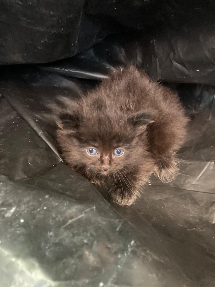 ALaGuingampaise's tweet photo. 🚨 CHATONS DE ROUDOUROU CHERCHENT FAMILLES 😺

Quatre merveilles nées dans une tribune ont été recueillies par les services du stade. Elles cherchent une famille.

2 petits blancs (comme Mous)
2 petits noirs

N’hésitez pas à partager !
Pour les personnes intéressées, MP  😽 https://t.co/ESMW45k6cu