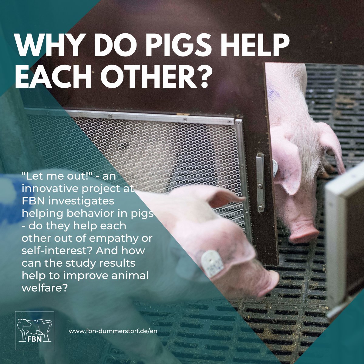 New project started - why do pigs help each other and how can the results improve animal welfare? 🐖Read more: royalsocietypublishing.org/doi/10.1098/rs…… 
#helpingpigs #fbndummerstorf
<a href="/FBNBehavPhys/">Institute of Behavioural Physiology (FBN)</a>
<a href="/VetmeduniVienna/">Vetmeduni</a>