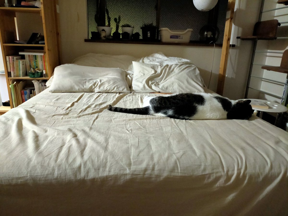 snkiniens's tweet photo. ダブルベッド買っても猫が横に寝ると人間のスペースはシングル以下になる https://t.co/FeLcwIrVEy