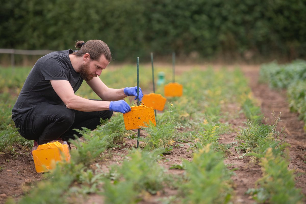The frosting on the (carrot) cake! #CarrotSymposium2023 delegates will be able to view the latest 🥕varieties &amp; trials at BCGA's Demonstration Day, hosted by Huntapac Produce in Sherburn, North Yorks, on Oct 5, 2023. Pic: <a href="/WarwickLifeSci/">Life Sciences</a> 🌱
 <a href="/BejoWorld/">Bejo</a> <a href="/Elsomsseeds/">Elsoms Seeds</a> <a href="/CarrotGrowers/">British Carrot Growers Association</a>