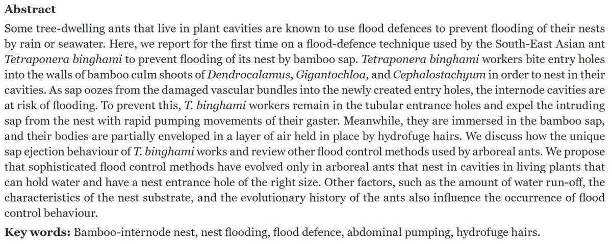 🆕 article: "Bamboo sap ejection from the nests of Tetraponera binghami (Hymenoptera: Formicidae: Pseudomyrmecinae) and the role of flood control in arboreal ants"

doi.org/10.25849/myrme…

Some tree-dwelling ants are known to use flood defences ...

1/3