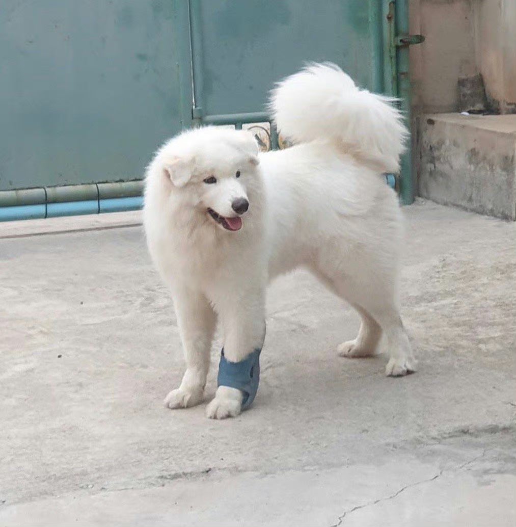 forkhunroyyim's tweet image. ม๋าไทย100%