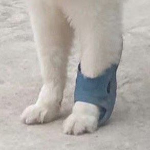 forkhunroyyim's tweet image. ม๋าไทย100%