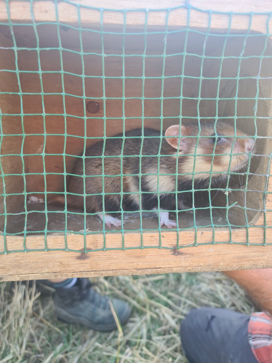 Geert Gabriëls tweet media