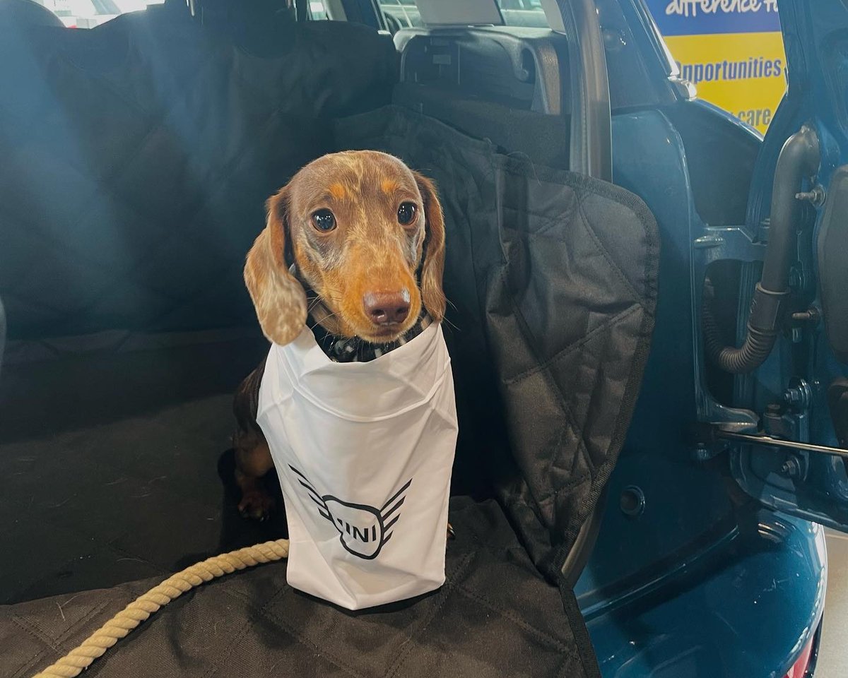 Agnew Group (@agnewgroup) on Twitter photo A few paw-parazzi moments from Saturday's MINI Big Love Event 📸
A fantastic morning had by all at Bavarian MINI on Saturday in support of <a href="/AssisiSanctuary/">Assisi Animal Sanctuary</a>. A few paw-parazzi moments from Saturday's MINI Big Love Event 📸
A fantastic morning had by all at Bavarian MINI on Saturday in support of <a href="/AssisiSanctuary/">Assisi Animal Sanctuary</a>.