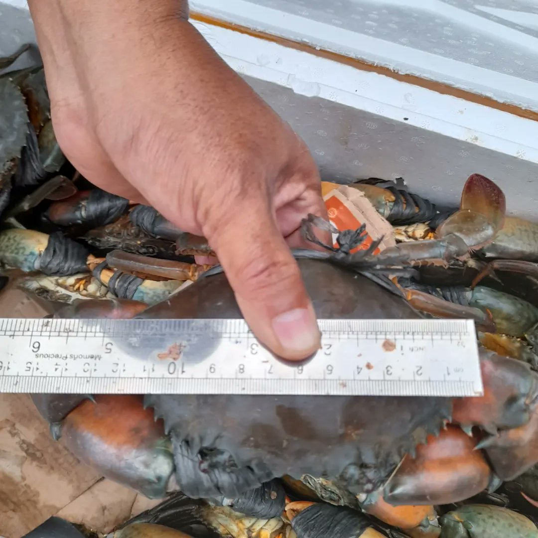 BKIPM_Langsa's tweet photo. #onehealthkipm giat pemeriksaan kebenaran jumlah dan jenis komoditi kepiting jumlah 45 ekor 1 koli tujuan kota Batam @BKIPM_Batam  Kepulauan Riau
#KKPThrive 
#MenteriKKP 
#EkonomiBiru 
#BKIPM https://t.co/rNmQ4Lt3vS