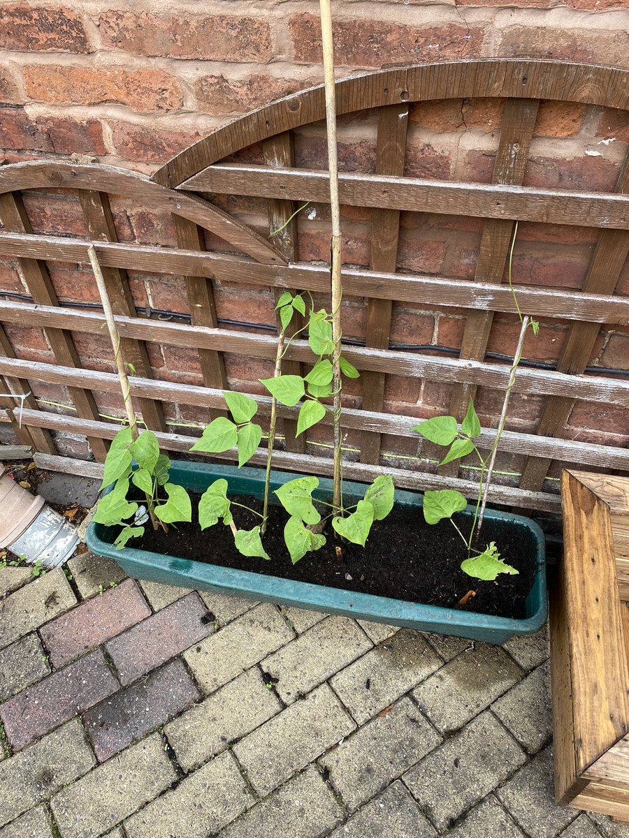 The Green Wellbeing Project tweet media