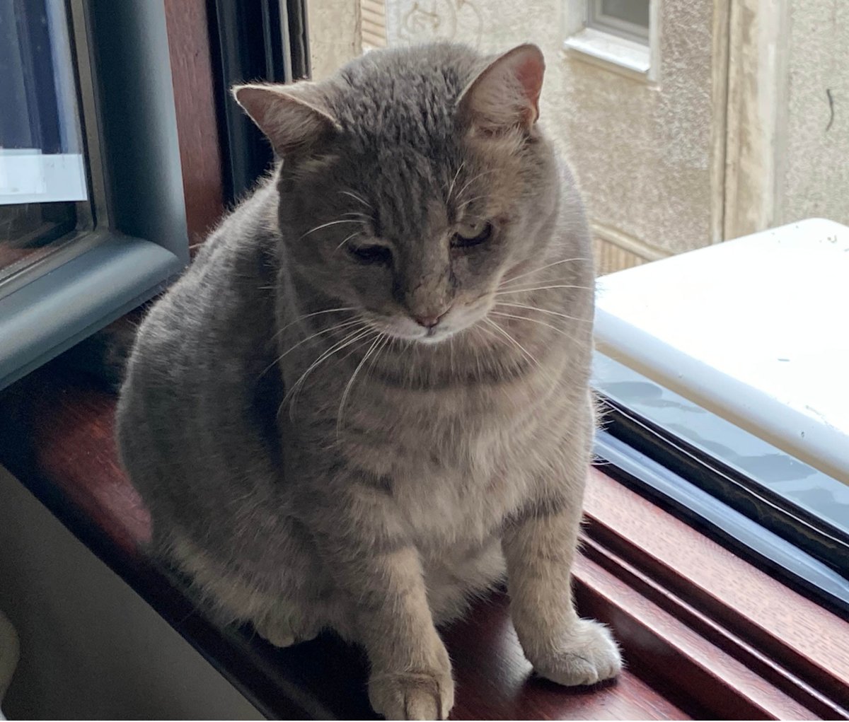 PoleksijaM's tweet photo. Добро, мора овако.
У недељу ми је нестао Видо.
Молим без осуда, нисам га ја пустила.
Нестао је на Бежанијској коси, улица Марка Челебоновића. Није он далеко отишао, мислим да је код неког у стану.
Молим РТ!!!!
063 282 472. https://t.co/iSLPH0Duzl