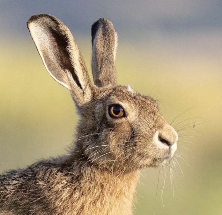 bhshepherdhut's tweet photo. Witnessing the magic of Bredon Hill's wildlife! 📸 

From graceful deer to nimble hares &amp; adorable sleeping rabbits, nature comes alive in these stunning shots🦌🌿🐇

Embrace the beauty of the wild with us near our shepherd's hut! 🏞️ 

To book your stay click the link in our bio. https://t.co/zDQm84atvB