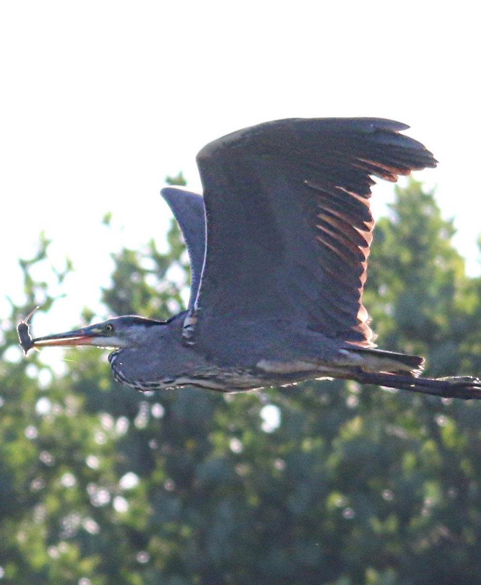This Grey Heron landed close to me walking on the canal. As it flew away I presumed it had caught a fish but the 2nd image clearly shows a mouse in its beak! <a href="/Natures_Voice/">RSPB</a>
<a href="/BBCSpringwatch/">BBC Springwatch</a>
<a href="/ukgardenbirds/">Garden Birds UK</a>
<a href="/BirdsBritainIre/">Birds Of Britain</a>
<a href="/britishbirds/">British Birds</a>