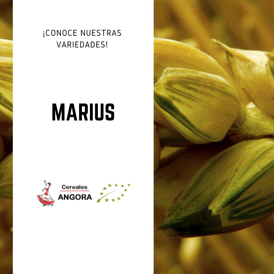 Nuestra semilla ecológica de trigo Marius presenta una gran resistencia al frío invernal, a la sequía y a las enfermedades. Su ciclo a espigado y de maduración es precoz y su siembra se recomienda desde mediados de octubre a inicios de septiembre. 🌾