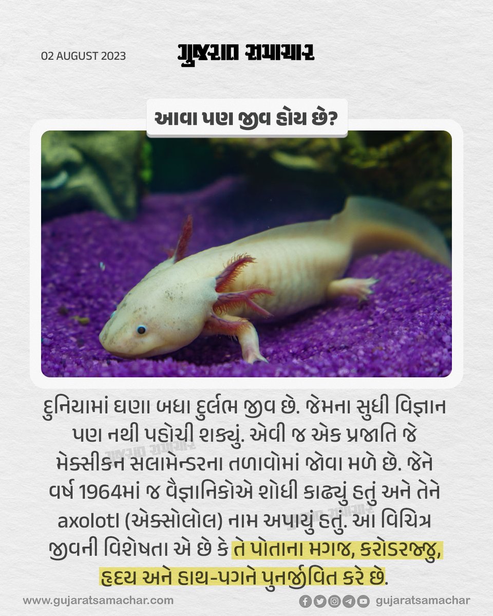 gujratsamachar's tweet photo. આવા પણ જીવ હોય છે?
#axolotl #science #scientist #rare #species #lake #maxican #gscard #gujaratsamachar https://t.co/BKbZe8FVJE