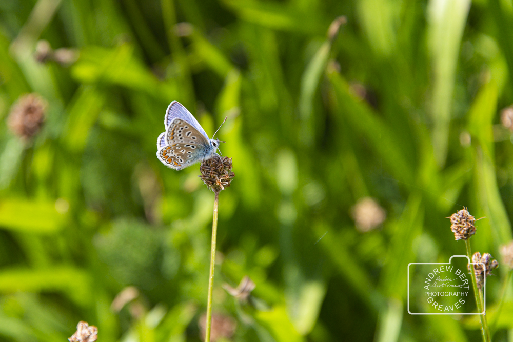 ABGreavesphoto's tweet photo. A common blue butterfly (Polyommatus icarus)
#insectphotography #wildlifewednesday #wildlifephotography #cupoty #wildlife #butterfly #Polyommatusicarus #commonbluebutterfly #Europeancommonblue #insect #nature #macrophotography #macro #nikon #closeupphotography #closeup https://t.co/d1SAoyYkhx