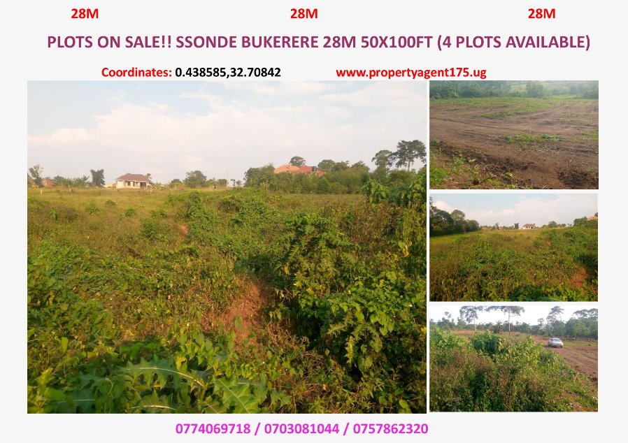 propagent175's tweet photo. Plots on sale!! #AffordableLands
Location: Ssonde Bukerere
Price: 28M 50x100ft (4 Plots Available)
#Propertyagents #RealEstateUganda #propertyinvestment #LandOnSale #propertyconsultants 

☎️: 0757862320 /0703081044  
https://t.co/f90xpaQBie https://t.co/1zZo2ecRrn