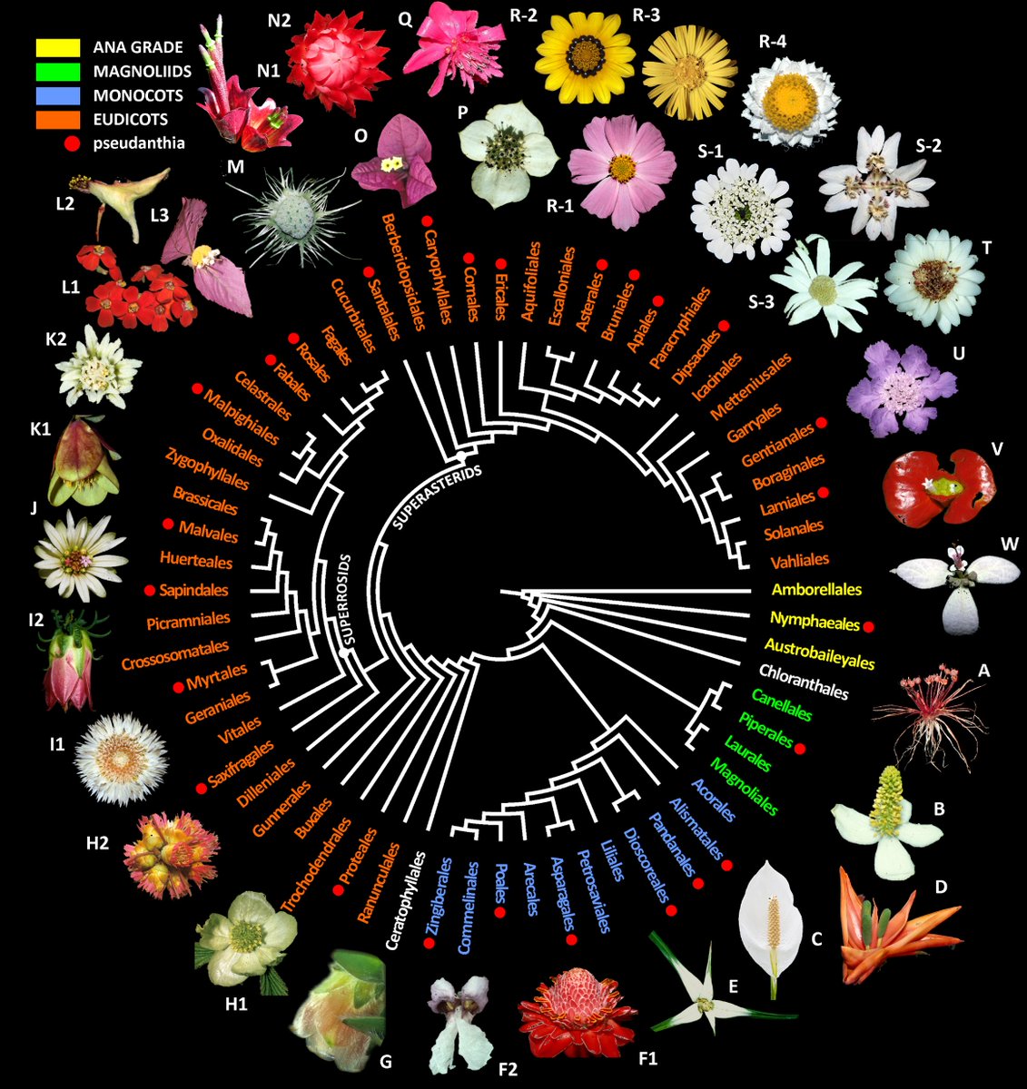 Pseudanthia has evolved independently in over 40 angiosperm families, hinting at repeated interactions between developmental constraints and selective pressures. (4/8)