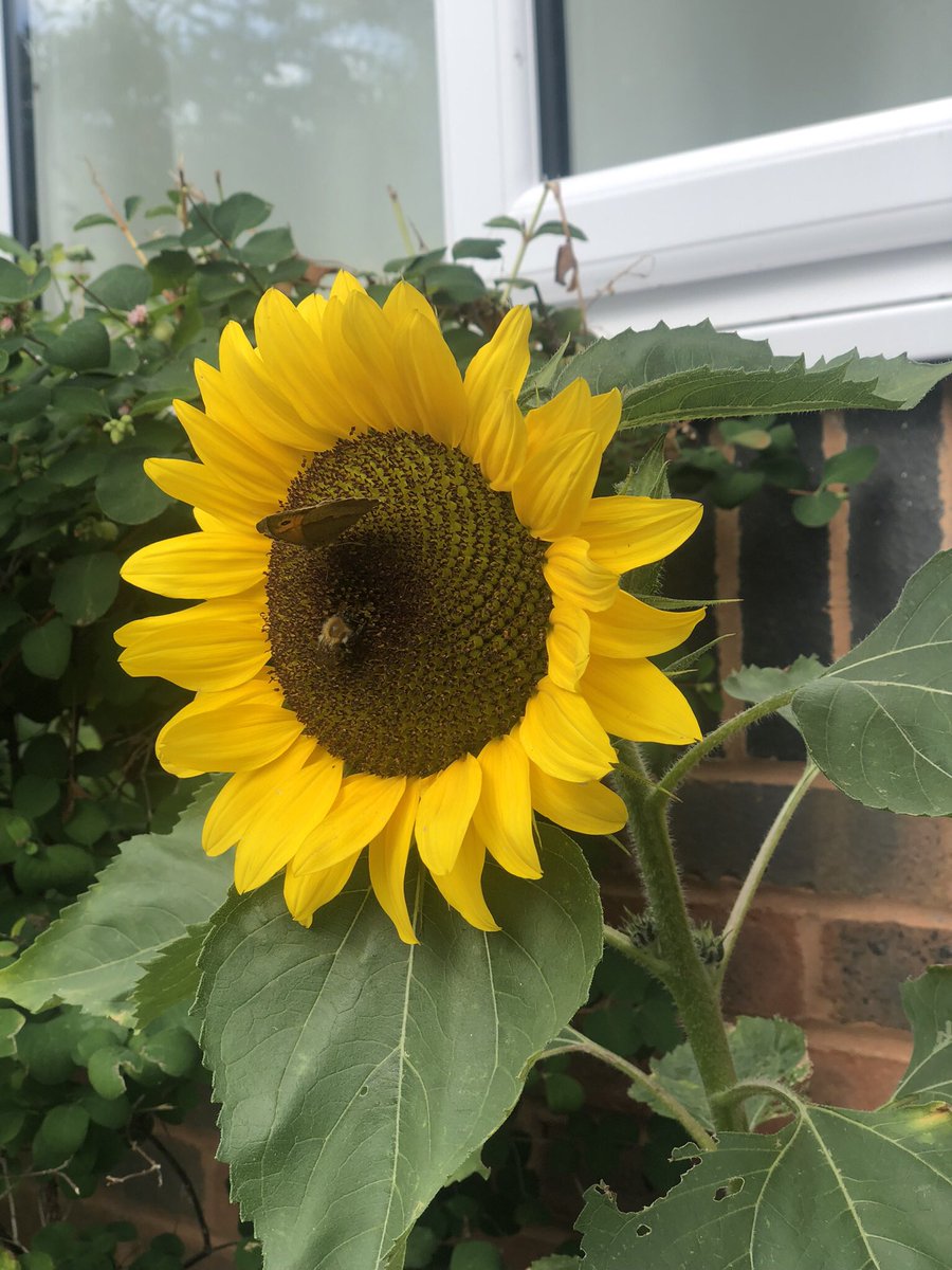 Hannah Griffiths tweet media