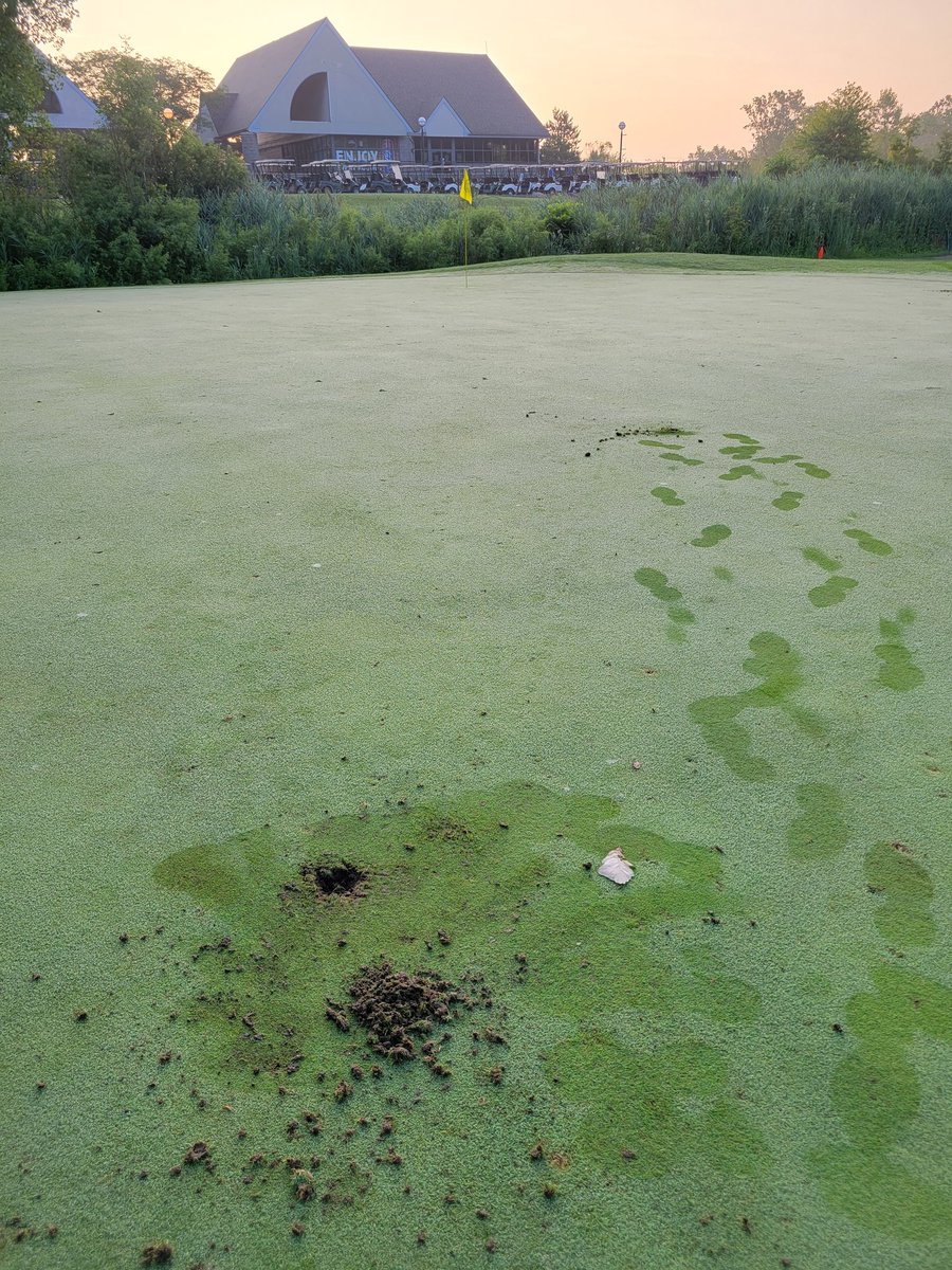 smittyg76's tweet image. Gotta be skunks, right? #howrude