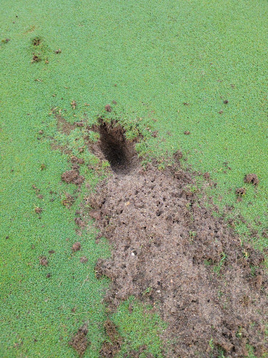 smittyg76's tweet image. Gotta be skunks, right? #howrude