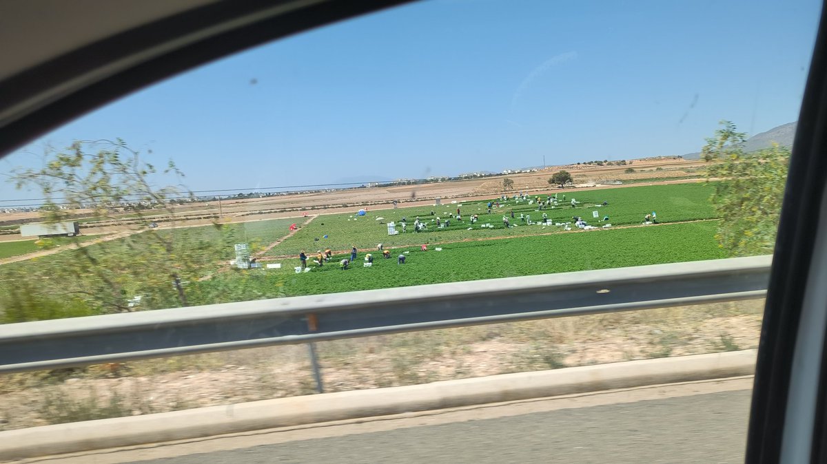 estrateglobal's tweet photo. Hola @Yolanda_Diaz_ , aquí tb puedes mandar a la inspección de trabajo.

Murcia. Aviso naranja por temperatura extremadamente elevada. 2 Ago. 13:00h.

RM-1 dirección San Javier, a la altura de Sucina.

No son muertes, son asesinatos. https://t.co/nnyG5e0PDY