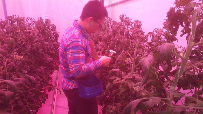 #research|🍅| Far-red radiation stimulates tomato plants, leading to increased yield and improved post-harvest storage quality. Researcher: Yongran Ji (@inktomato) (supervised by Ep Heuvelink and @LeoMarcelis) 📎 frontiersin.org/articles/10.33…